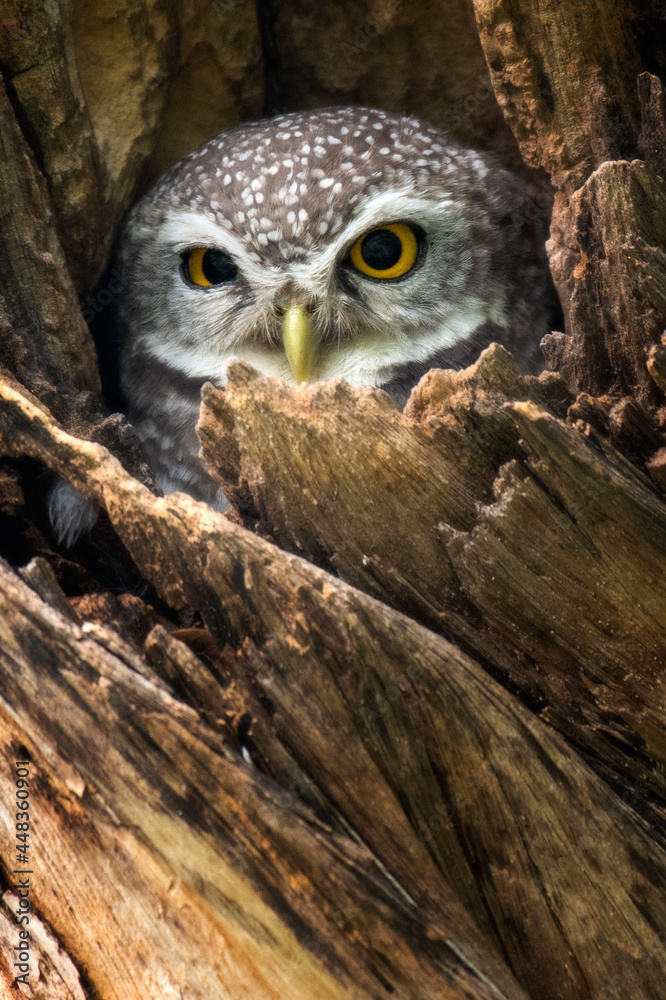 spot owl in nature perched on a tree spot owl in nature perched on a tree