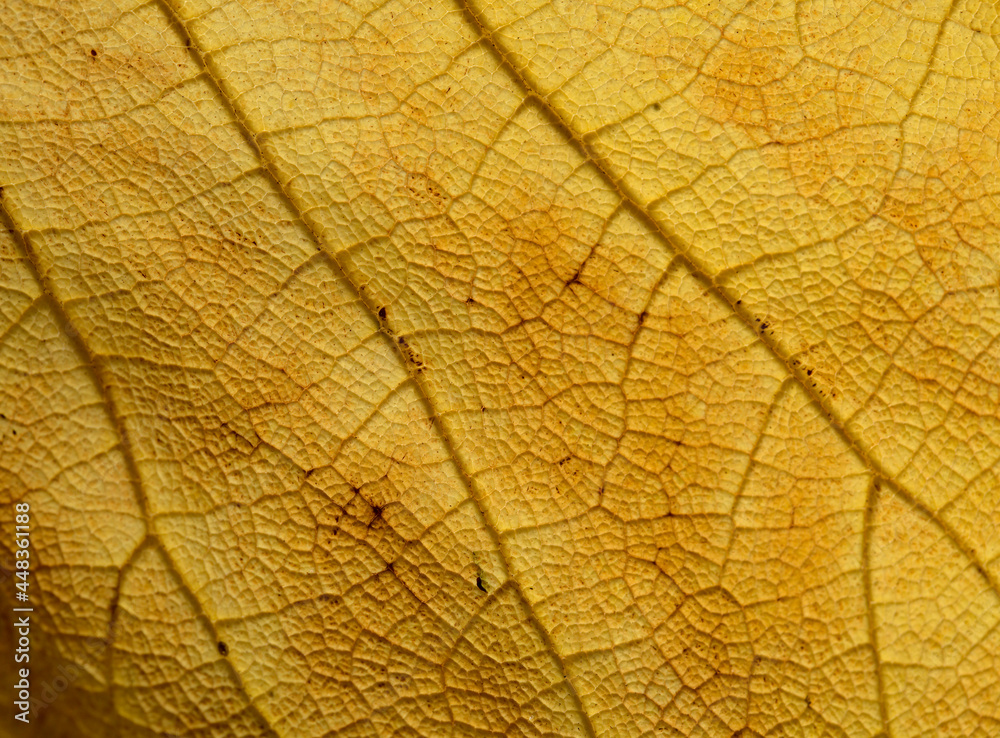 Fototapeta premium dead yellow leaf texture with veins and dark patches, natural macro background