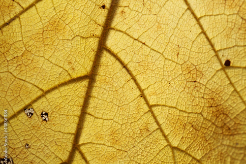 dead yellow leaf texture with veins and dark patches, natural macro background