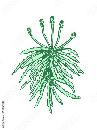 sphagnum moss - perennial herb hand drawing