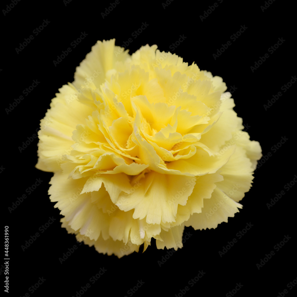 beautiful pale yellow Carnation flowers isolated on plain background
beautiful pale yellow Carnation flowers isolated on plain background