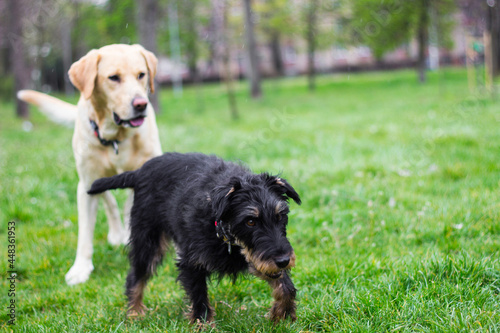 Two dogs spending time in the park 