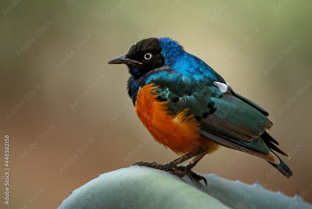 Superb Starling - Lamprotornis superbus, beautiful shining starling from African woodlands and bushes, Tsavo East, Kenya.