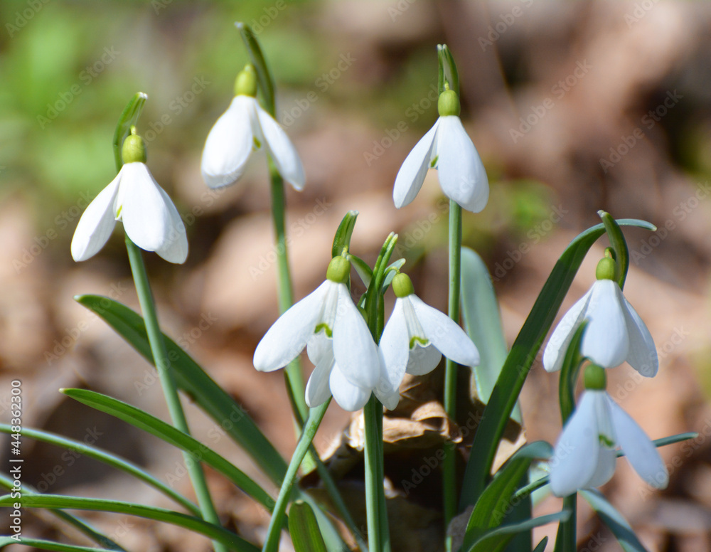 In the forest in spring snowdrops (Galanthus nivalis) bloom In the forest in spring snowdrops (Galanthus nivalis) bloom