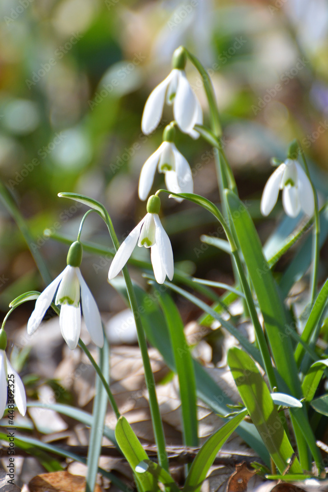In the forest in spring snowdrops (Galanthus nivalis) bloom In the forest in spring snowdrops (Galanthus nivalis) bloom