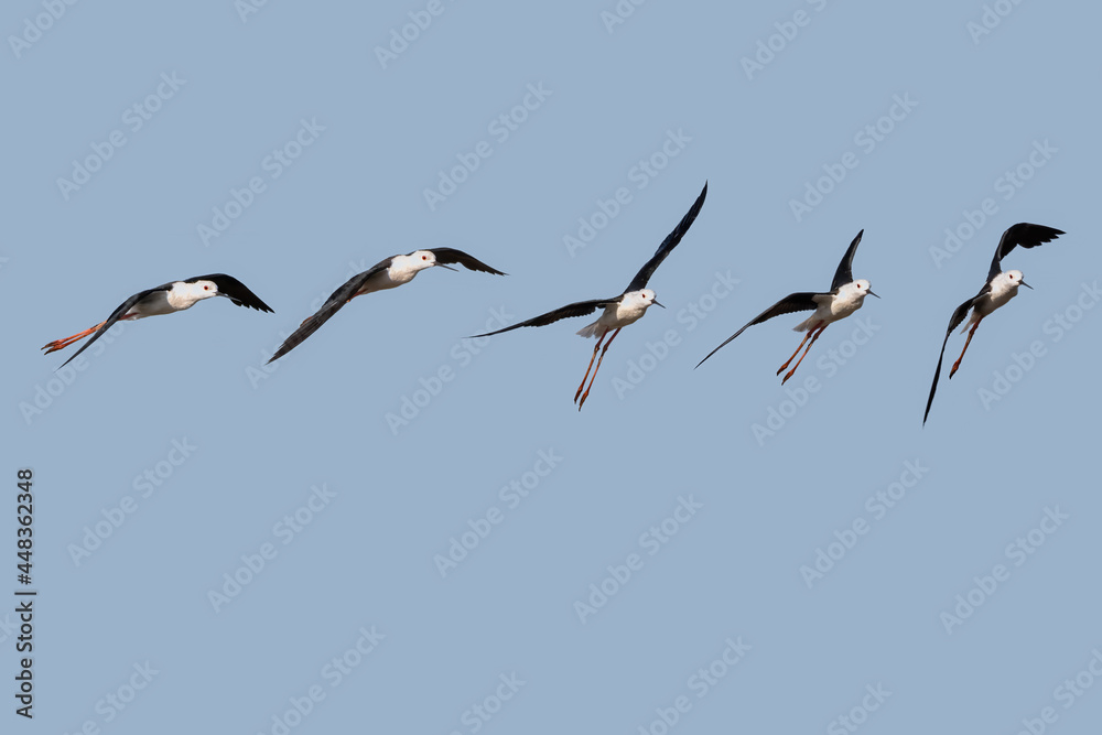 Photo Composition of Black-winged stilt (Himantopus himantopus) in flight