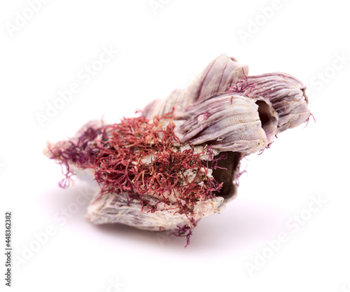 Fauna of Atlantic ocean around Gran Canaria - dry empty barnacles shells isolated on white background photo