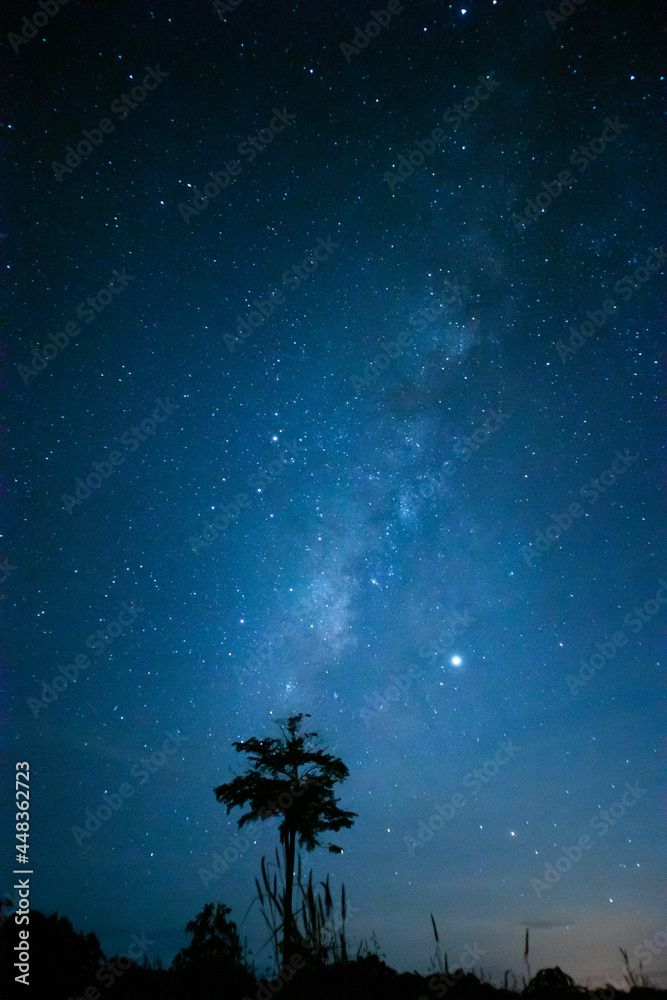 night sky with stars and there is a shadow of a tree night sky with stars and there is a shadow of a tree
