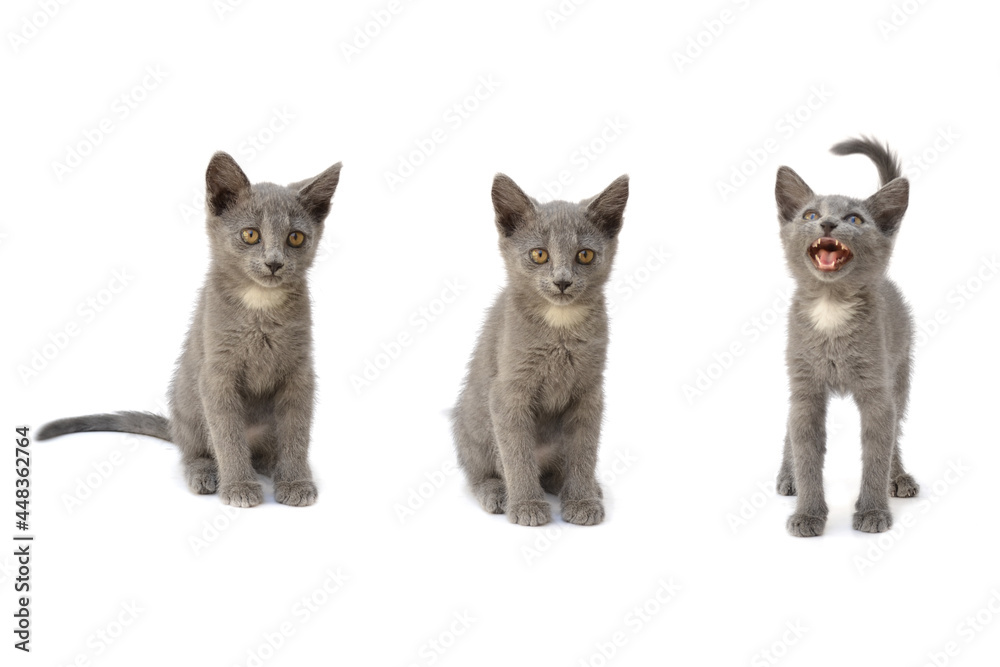 A set of three gray kittens. Photo on a white isolated background.