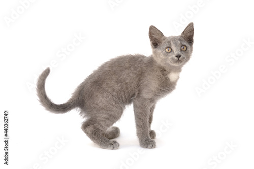 A gray kitten is playing and posing. Photo of a pet on a white background.