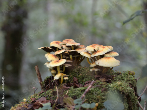 Mushrooms