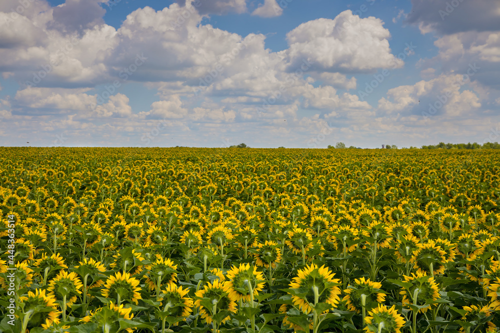 Obraz premium Sunflower fields with white clouds in sunlight as a summer background. Back view of blooming sunflowers.