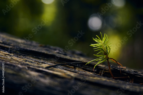 Young tree grows on a tree stump