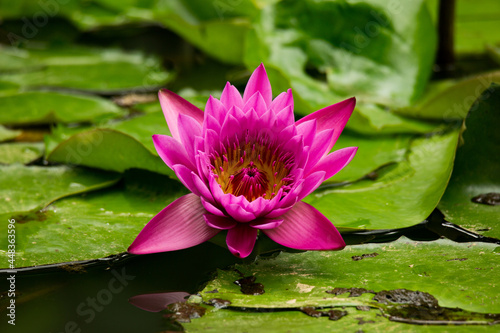 pink water lily or lotus (Nymphaea Conqueror)