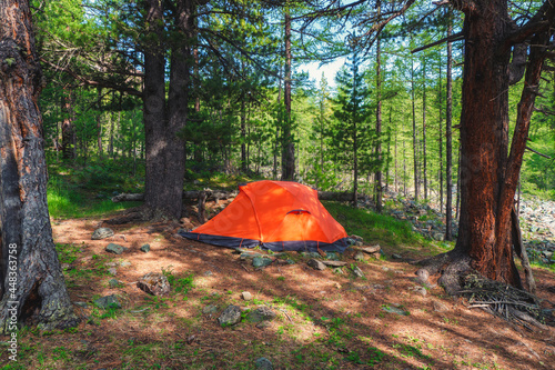 Camping in the forest. Orange tent in a coniferous mountain forest. Peace and relaxation in nature.