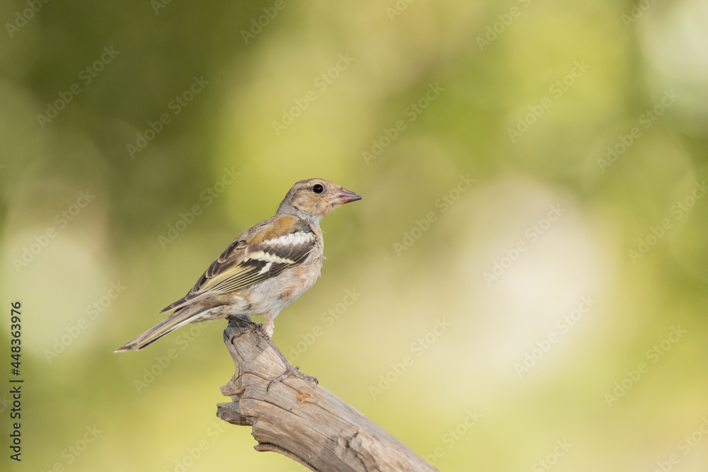 chaffinch perched on an old, dry trunk chaffinch perched on an old, dry trunk