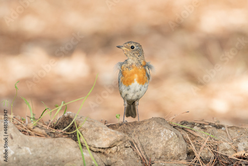 robin on the ground (erithacus rubecula)