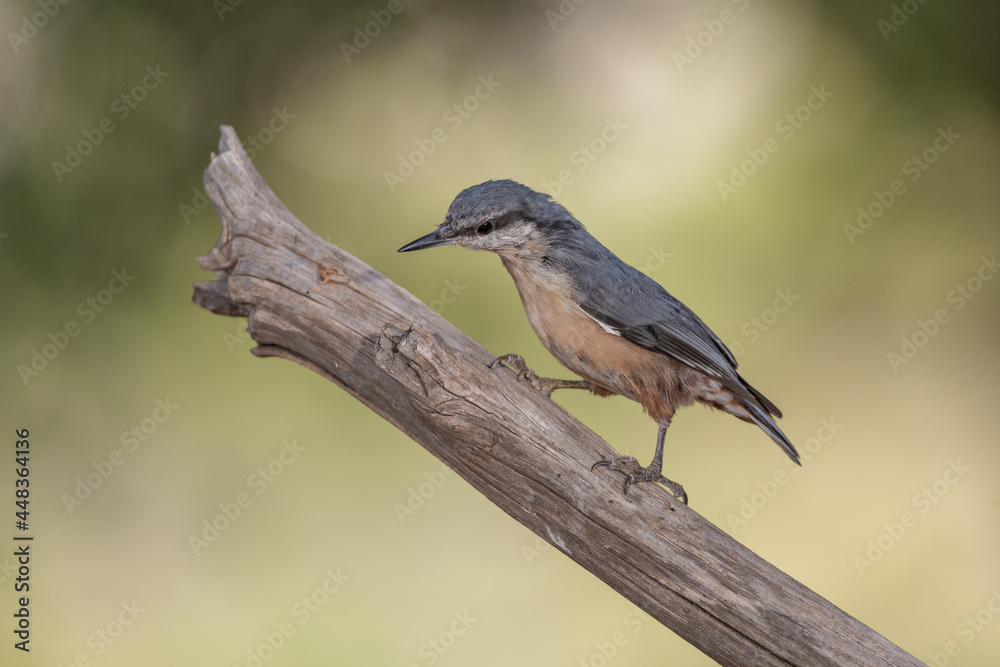 Fototapeta premium juvenile nuthatch perched on a branch in the park (Sitta europaea)​