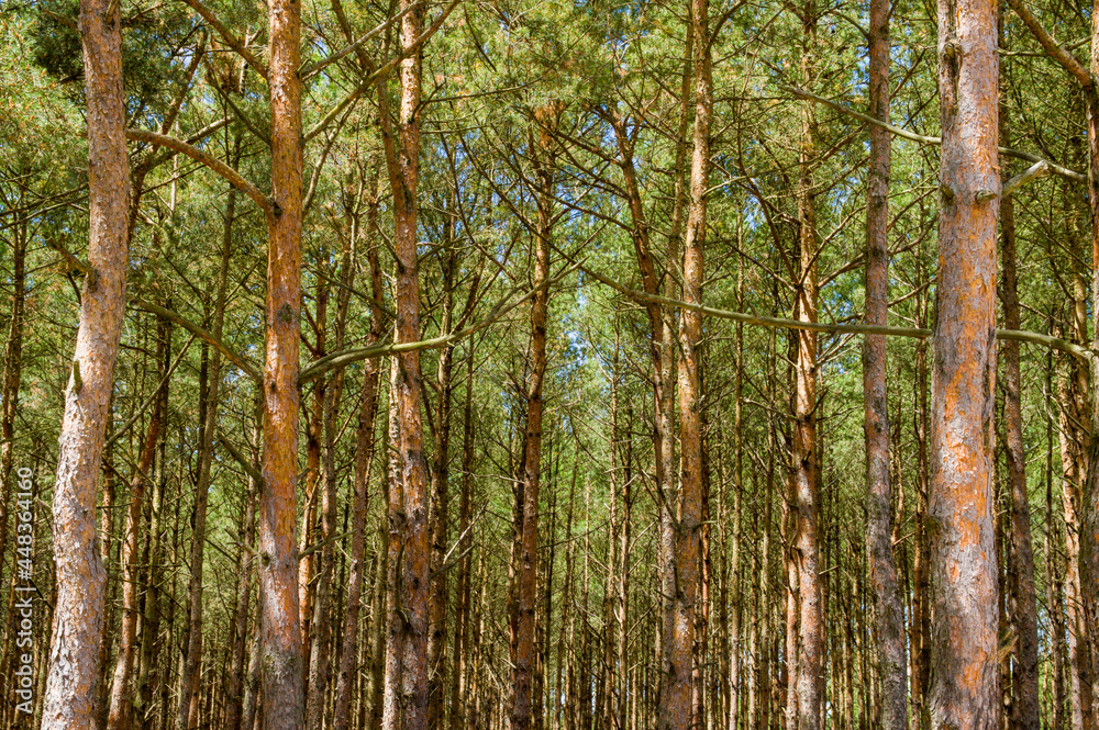 Obraz premium Drzewa na wydmach