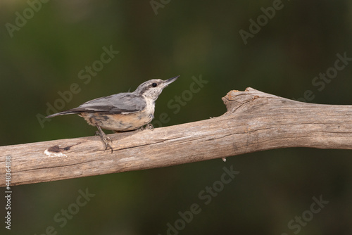 juvenile nuthatch perched on an old, dry trunk  (Sitta europaea)​ © JOSE ANTONIO