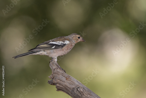 chaffinch perched on a dry branch 
