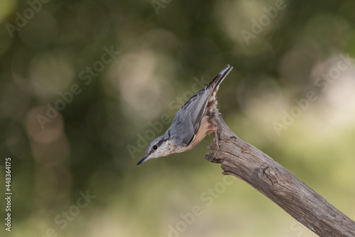 nuthatch perched diagonally on an arrow-shaped branch 