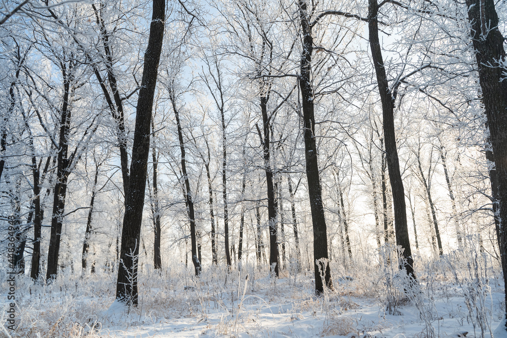 Obraz premium Winter forest on a frosty sunny day