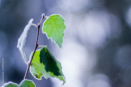 Fototapeta Naklejka Na Ścianę i Meble -  Liście o poranku