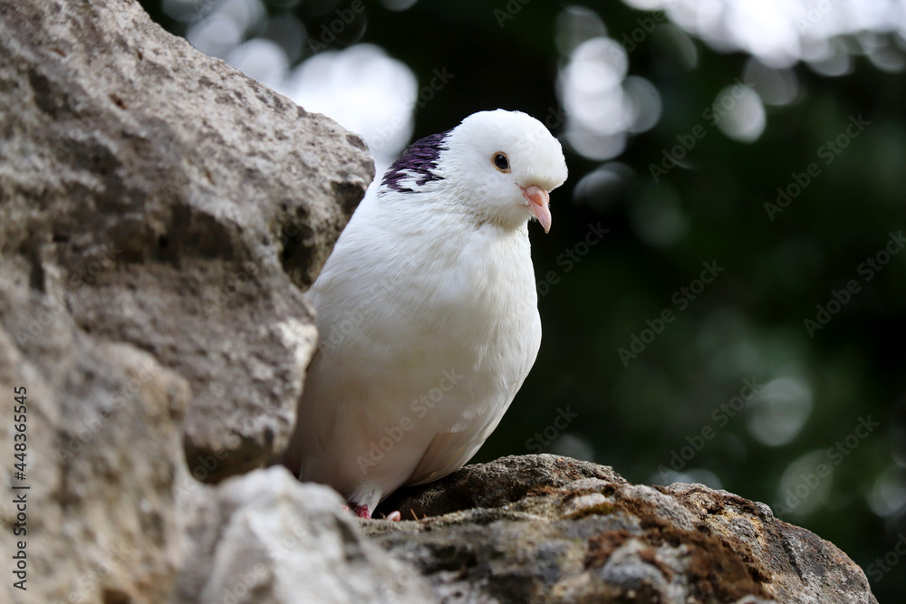 White pigeon sitting on a rock on blurred nature background. Portrait of a dove in summer White pigeon sitting on a rock on blurred nature background. Portrait of a dove in summer