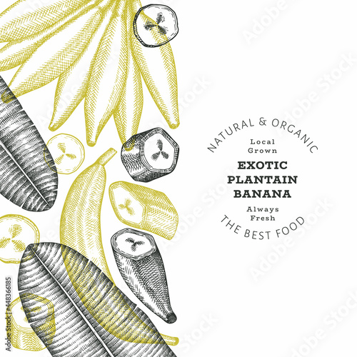 Hand drawn sketch style plantain banner. Organic fresh fruit vector illustration. Retro exotic banana fruit design template