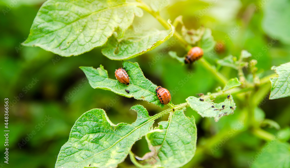Fototapeta premium Colorado potato beetle - Leptinotarsa decemlineata on potatoes bushes. A pest of plant and agriculture. Insect pests damaging plants. Selective focus