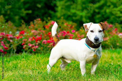 A man trains his dog Jack Russell Terrier outdoors. Feeding your pet in the park. Hand training , plays with a puppy pet on green grass. Vertical frame