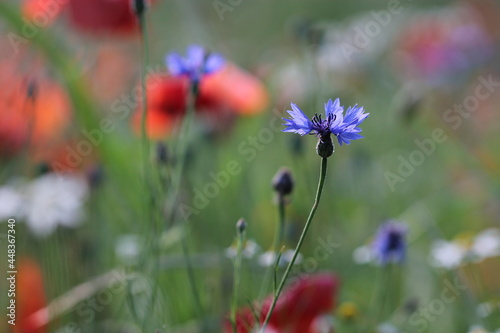 fiordalisi in un campo