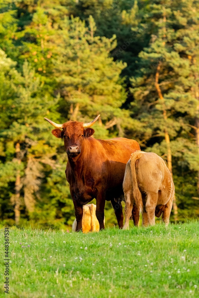 portrait of salers cow and veal in pasture portrait of salers cow and veal in pasture