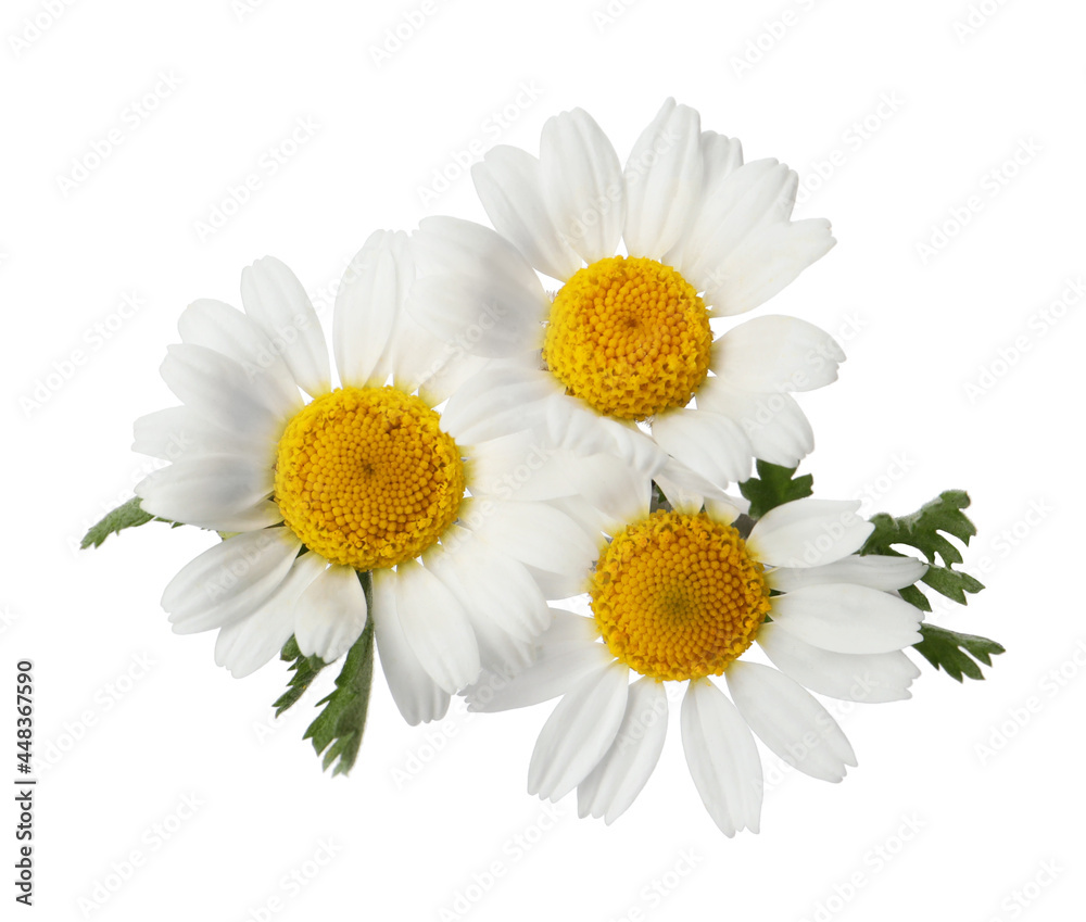 Fototapeta premium Beautiful chamomile flowers with green leaves on white background