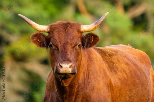 portrait of salers cow and veal in pasture