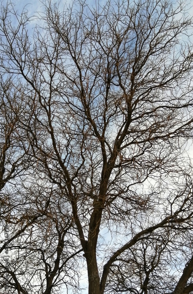 tree in the sky tree in the sky