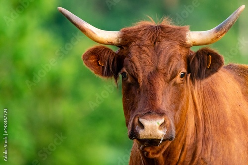 portrait of salers cow in pasture Fototapet