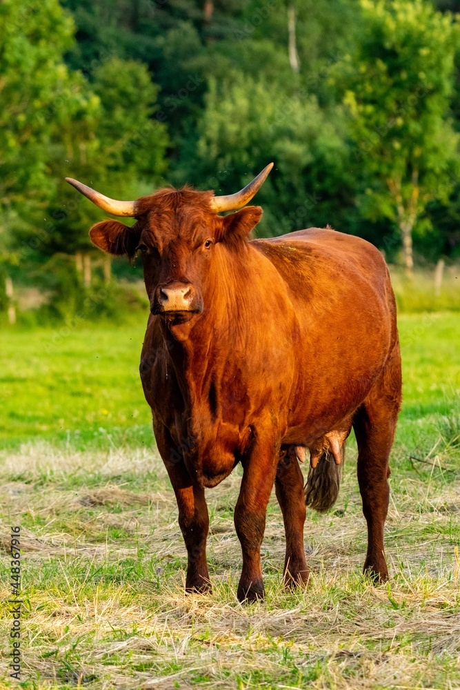 portrait of salers cow in pasture