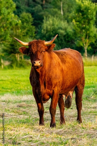 Fototapeta Naklejka Na Ścianę i Meble -  portrait of salers cow in pasture
