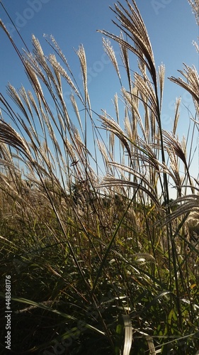 grass and sky, Gramineae landscape