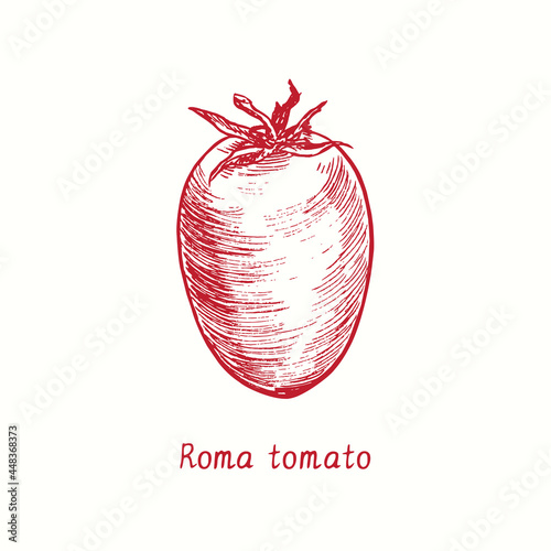 Roma tomato. Ink black and white doodle drawing in woodcut style