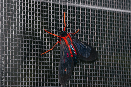 Closeup shot of a red and black cosmosoma teuthras photo