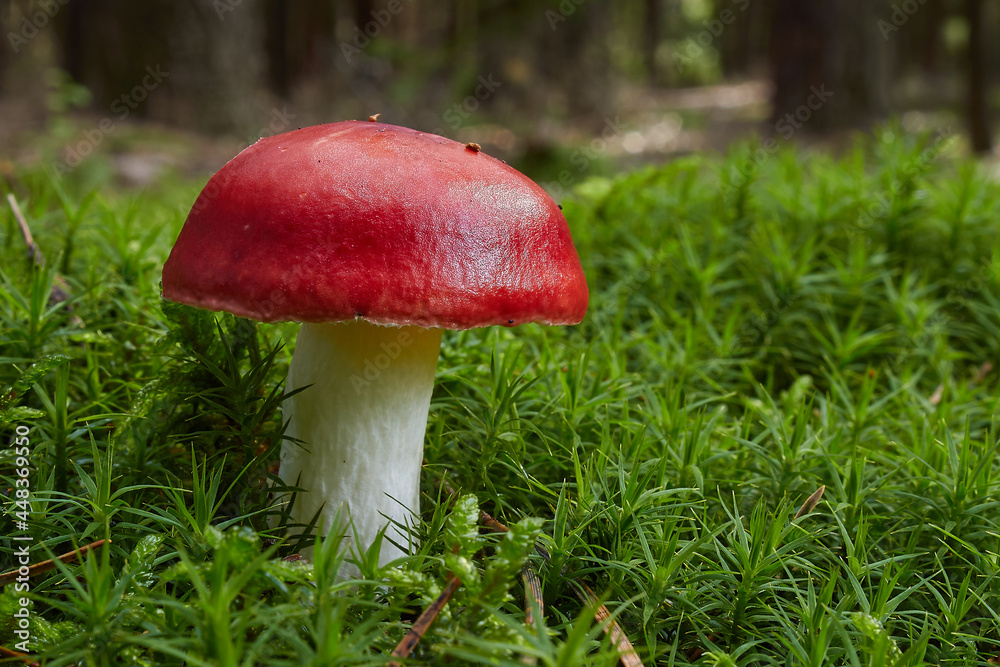 Red russula mushrooms, (russula emetica) poisonous fungus, medicinal Red russula mushrooms, (russula emetica) poisonous fungus, medicinal