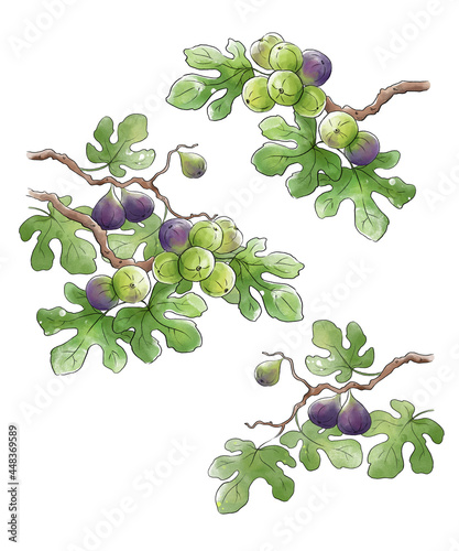 Ripe figs frowing on a branch illustration photo