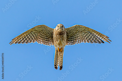 Bild auf Leinwand Bird of prey female Kestrel hovering above