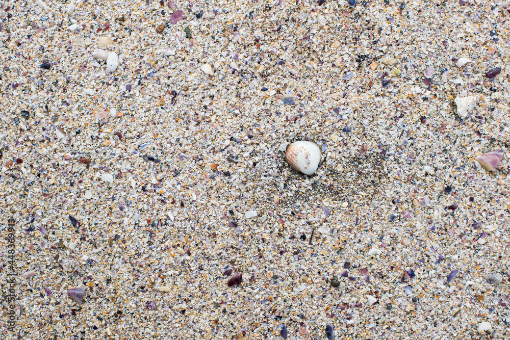 Sand beach texture focused in one marine shell surrounded by many little shell fragments and sand grains. Sand beach texture focused in one marine shell surrounded by many little shell fragments and sand grains.
