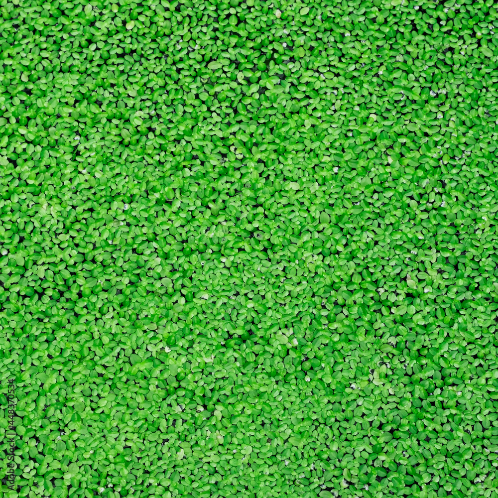 Abstract photograph of green duckweed floating on the water surface. Abstract photograph of green duckweed floating on the water surface.