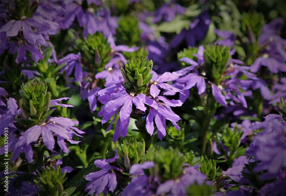 Obraz premium purple scaevola flowers in full bloom