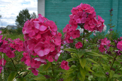 A pink beautiful flower grows in the yard.
